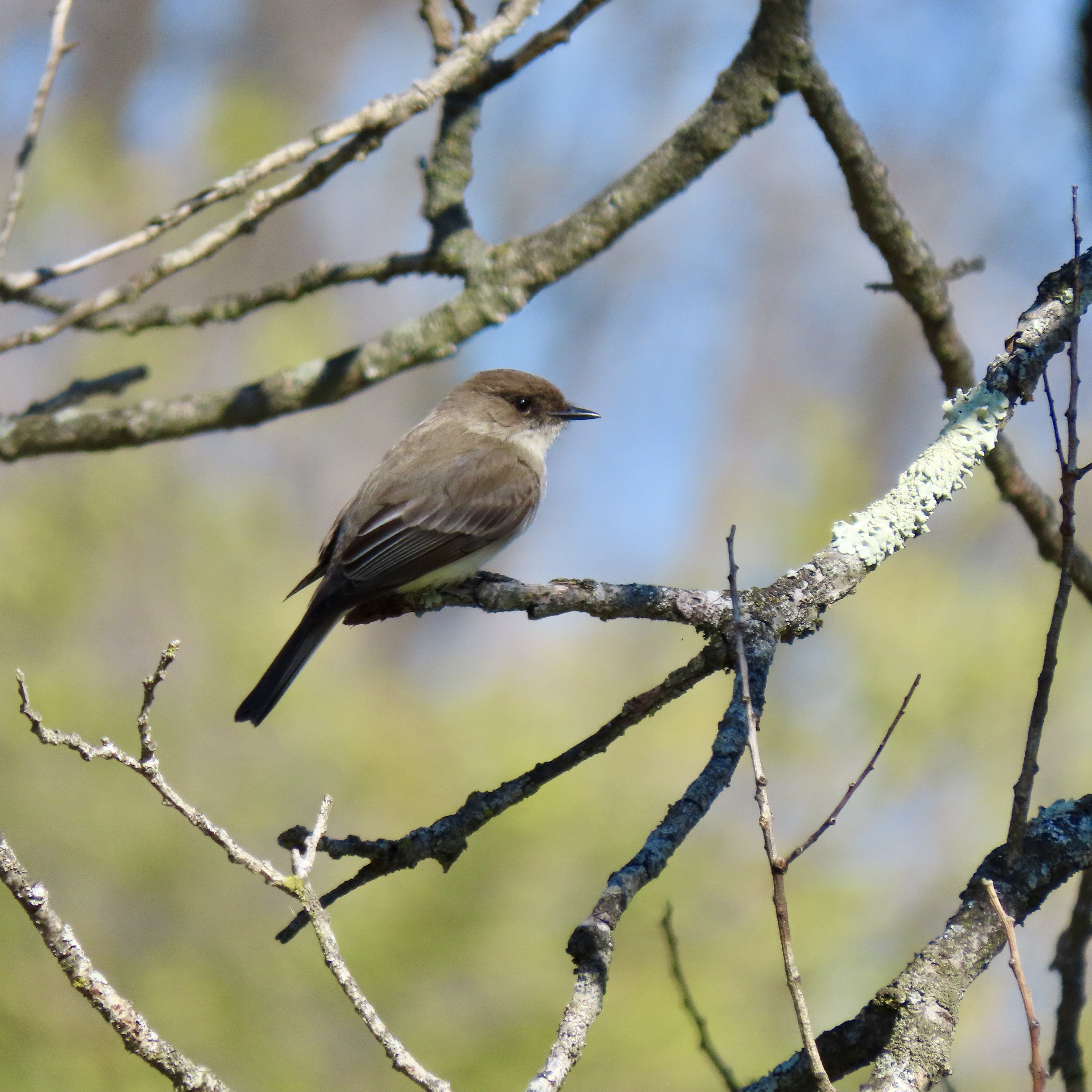 Just Birds with Jack and Jenn - April 24 - logo